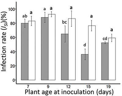Asymmetric interactions between barley yellow dwarf virus -PAV and wheat dwarf virus in wheat